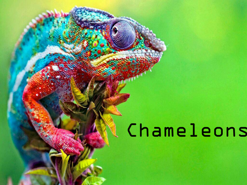 Chameleons of Madagascar