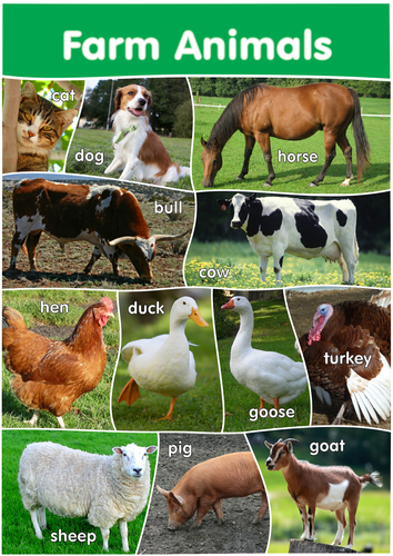 12 Farm Animals Poster- A3 size - English Version.