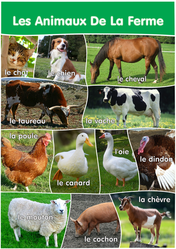 12 Farm Animals Poster- A3 size - French Version.