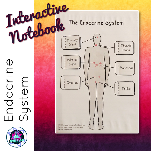Endocrine System INB