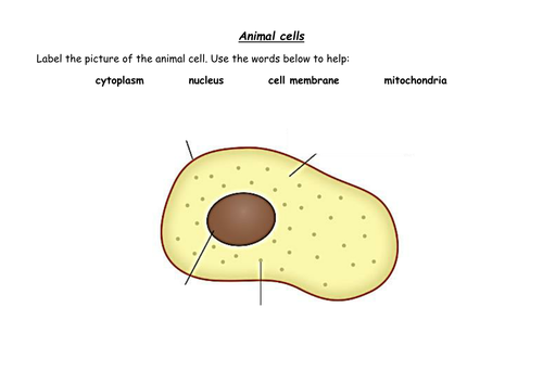 animal cell unlabeled