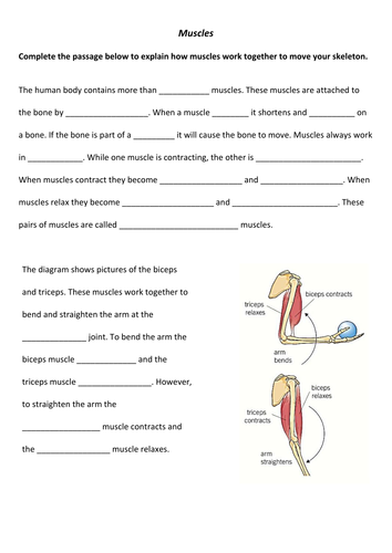 Antagonistic Muscles Teaching Resources