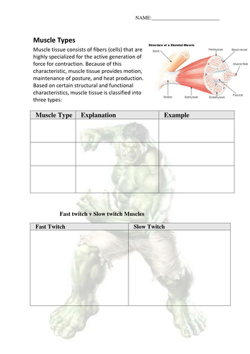 Muscles Worksheet by jen4000 - UK Teaching Resources - TES