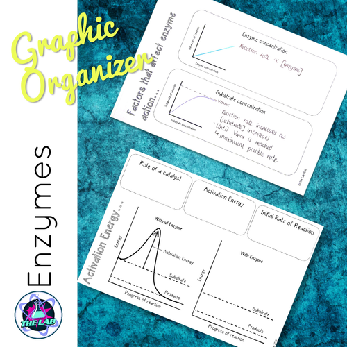 Enzymes Graphic Organisers