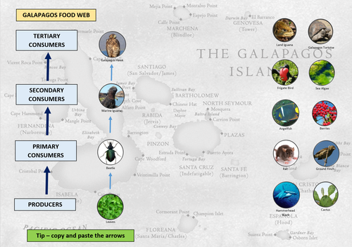 Galapagos Islands Food Web Ecosystem ICT Lesson KS2 KS3 KS4