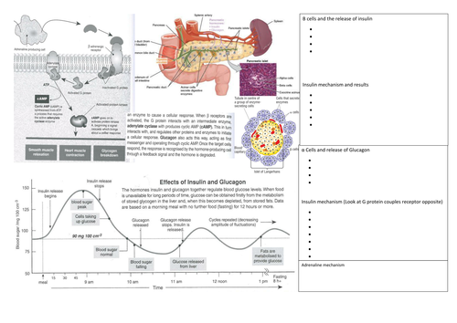 Regulation of Blood glucose and secondary messenger system