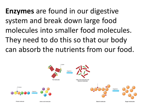 Enzymes in digestion differentiated lesson