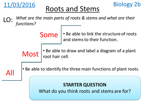 Plant Roots & Stems - NEW KS3