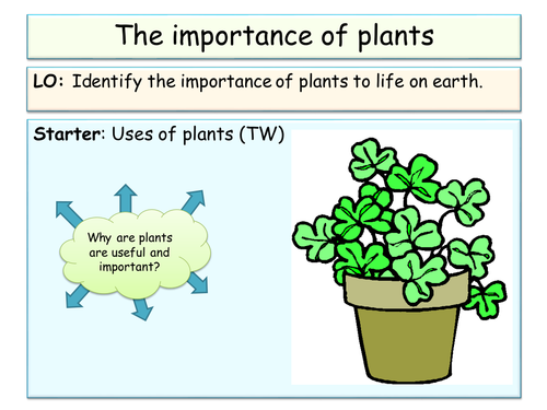 NEW Year 8 Plants SOL