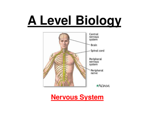 A level Biology nervous system - Neurones, Action potential, Synapses, ACH (24 slide ppt)