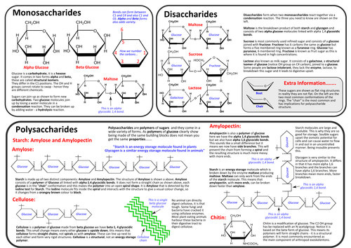 A Level Carbohydrates