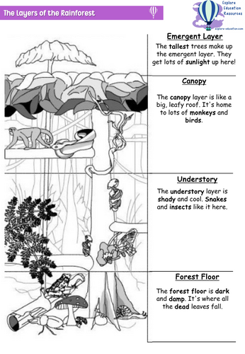 33  Rainforest Layers Cut And Paste Activity Template The Best Layers