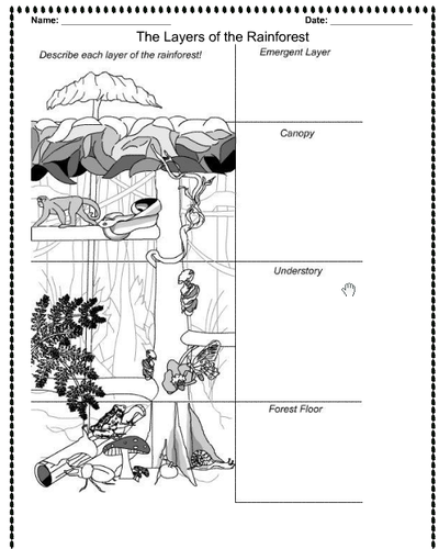 Layers of the Rainforest - Lesson plan, notebook and activity (whole lesson).