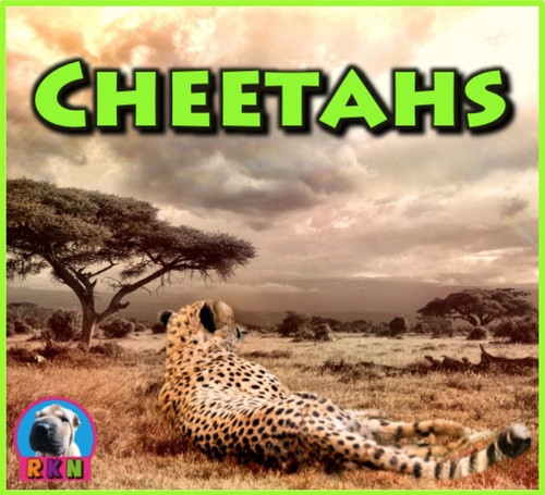 Cheetahs - PowerPoint & Activities