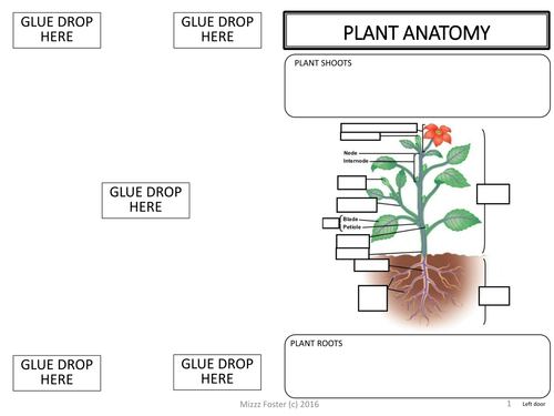 Plants Adaptations, Tropisms, Hormones Graphic Organizer Foldable