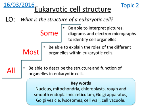 Eukaryotic cell structure - NEW A LEVEL