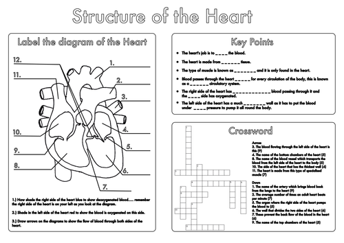 Printables Biology Worksheet gcse biology heart and lung structure worksheets by beckystoke teaching resources tes
