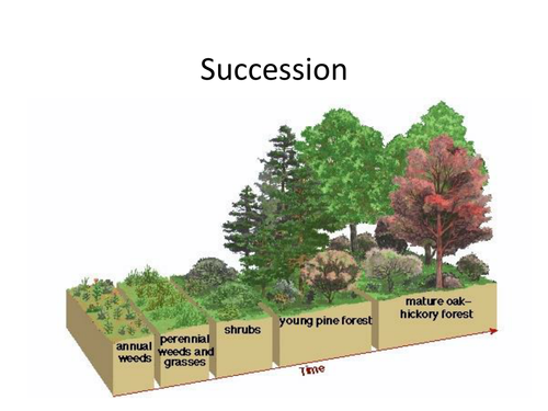 Succession Definition Biology Edexcel 4061