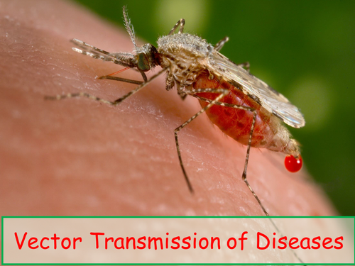 Microbes: Vector transmission of diseases | Teaching Resources
