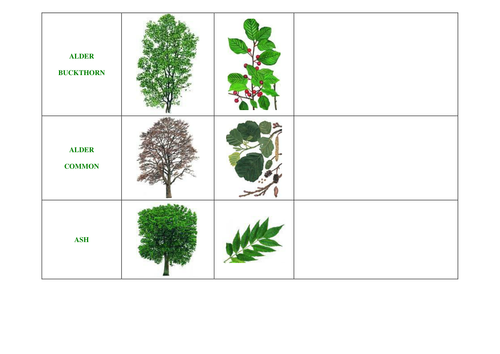 Guide to British trees