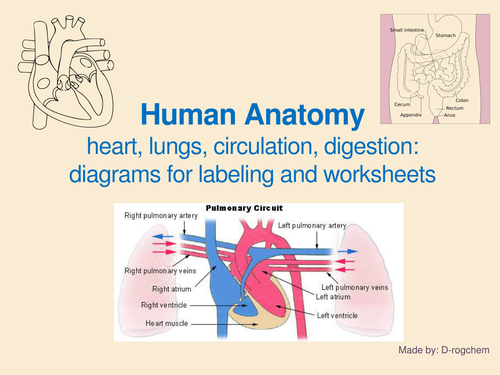 Anatomy - IGCSE: circulatory, digestive, endocrine system and the eyes: questions and diagrams