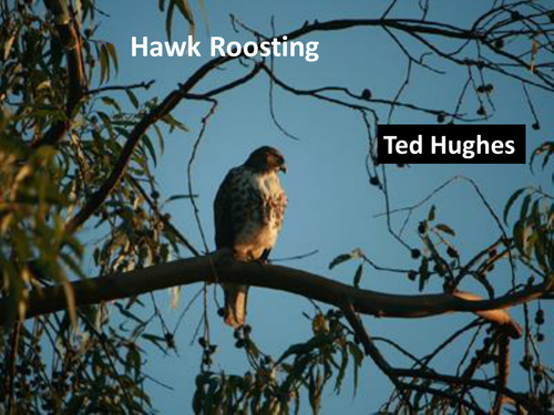 WJEC Eduqas Literature Poetry - 'Hawk Roosting', by Ted Hughes.