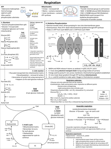 Respiration revision sheet 