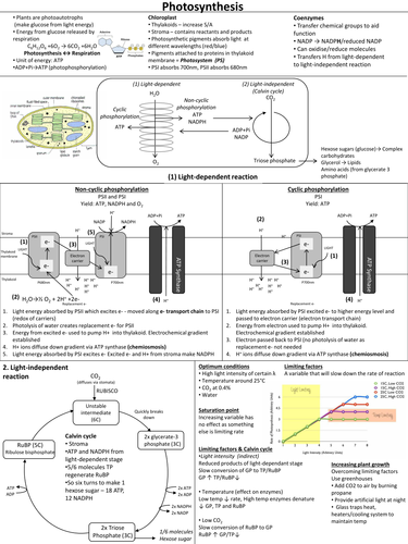 Photosynthesis Revision Sheet