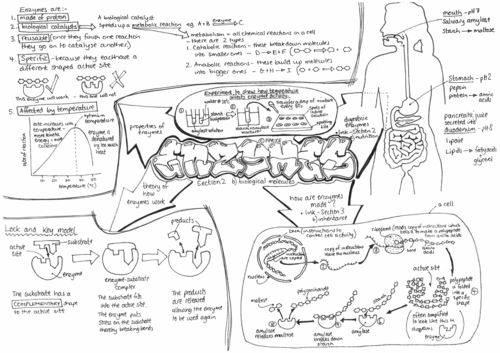 GCSE-Biology-Enzymes | Teaching Resources