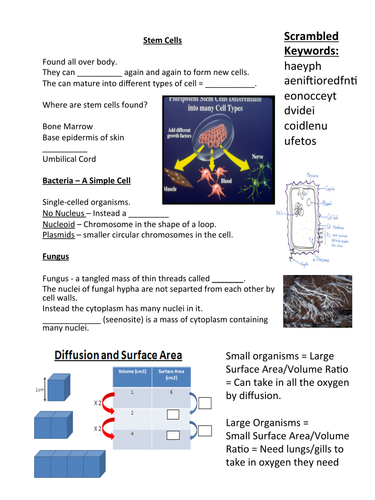 Cells, Bacteria, Surface Area Worksheet