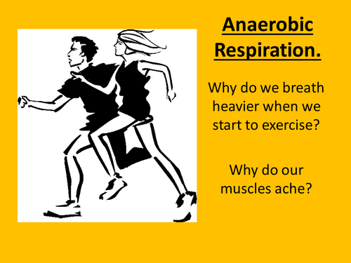 Anaerobic Respiration Presentation