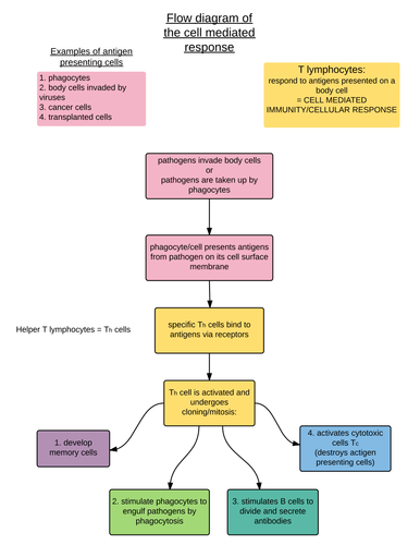 3 flow charts:the formation of lymphocytes, cell mediated ...