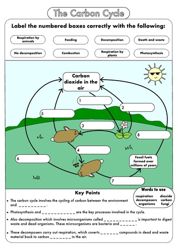 GCSE Carbon Cycle worksheets and A3 wall posters by ... teeth diagram labeling 