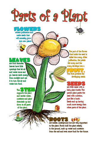 Plant and Animal Life Cycles KS2 science 