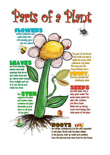Plant and Animal Life Cycles KS2 science | Teaching Resources