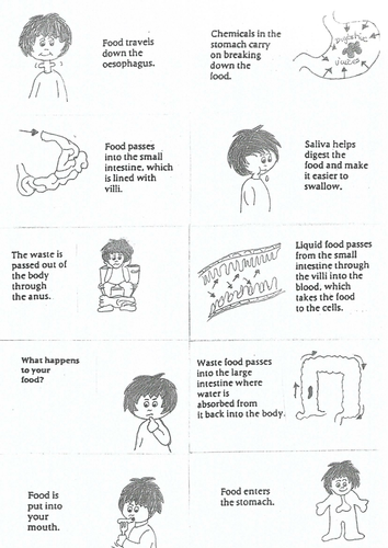 The digestive system