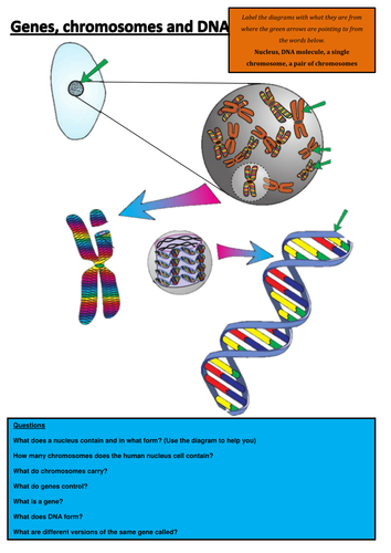 Great starter on genes, chromosomes and DNA.