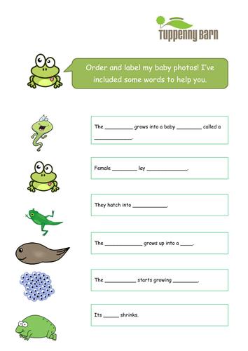 Lifecycle Of A Frog Teaching Resources