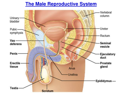 The Male Reproductive System