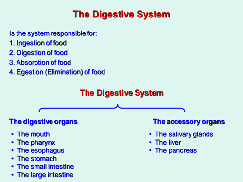 The Digestive System