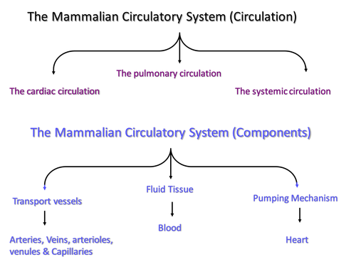 The Circulatory System