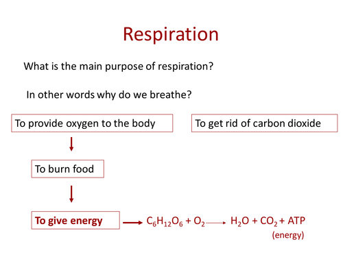The Respiratory System