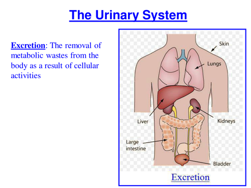 The Urinary System