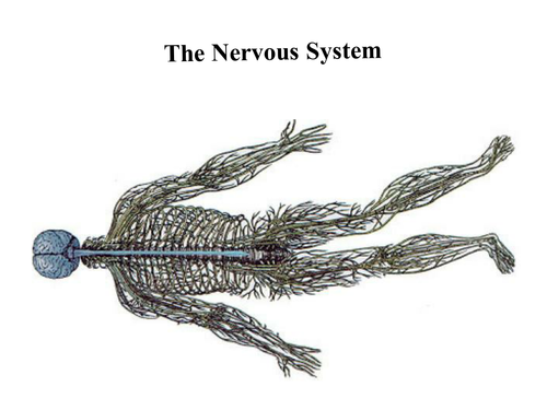 The Nervous System