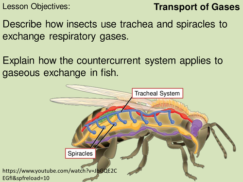 Circulatory system, circluation