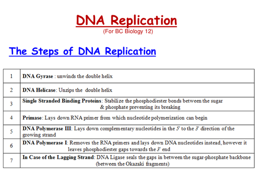 Worksheet Dna Replication Worksheet dna replication worksheet answers hypeelite amp recombinant by alaadin teaching resources