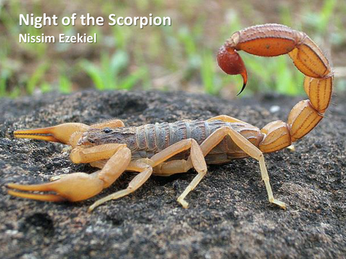 CCEA Literature Poetry- Love and Death - 'Night of the Scorpion', by Nissim Ezekial.
