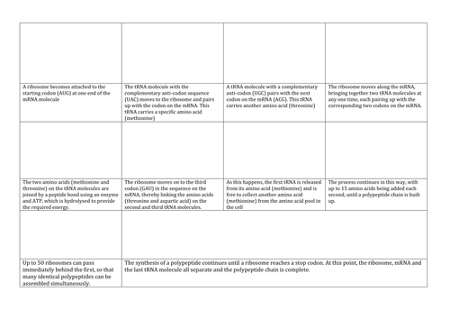 New AQA AS Spec: Transcription and Translation