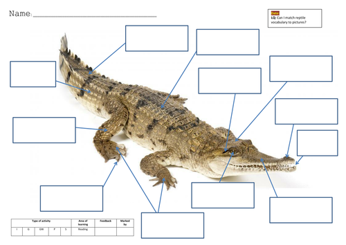 Crocodile - Match vocab to picture