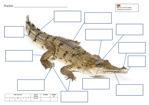 Crocodile Diagram Labeled